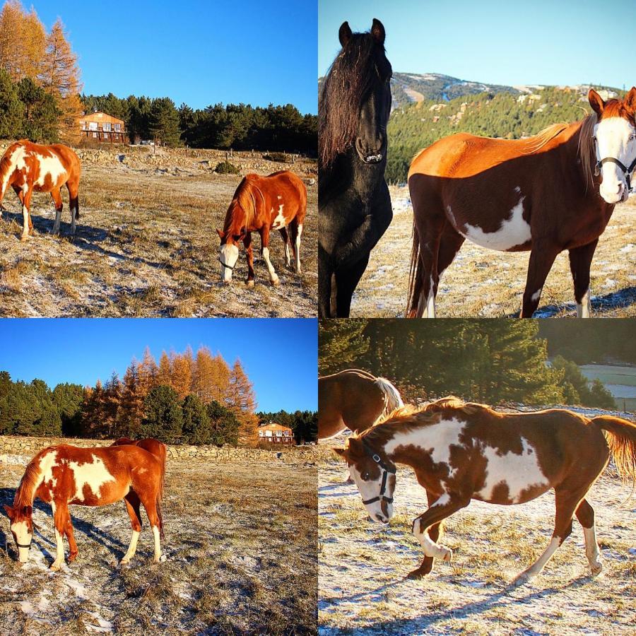 Gite Ranch Le Serpolet Les Angles  Exterior foto