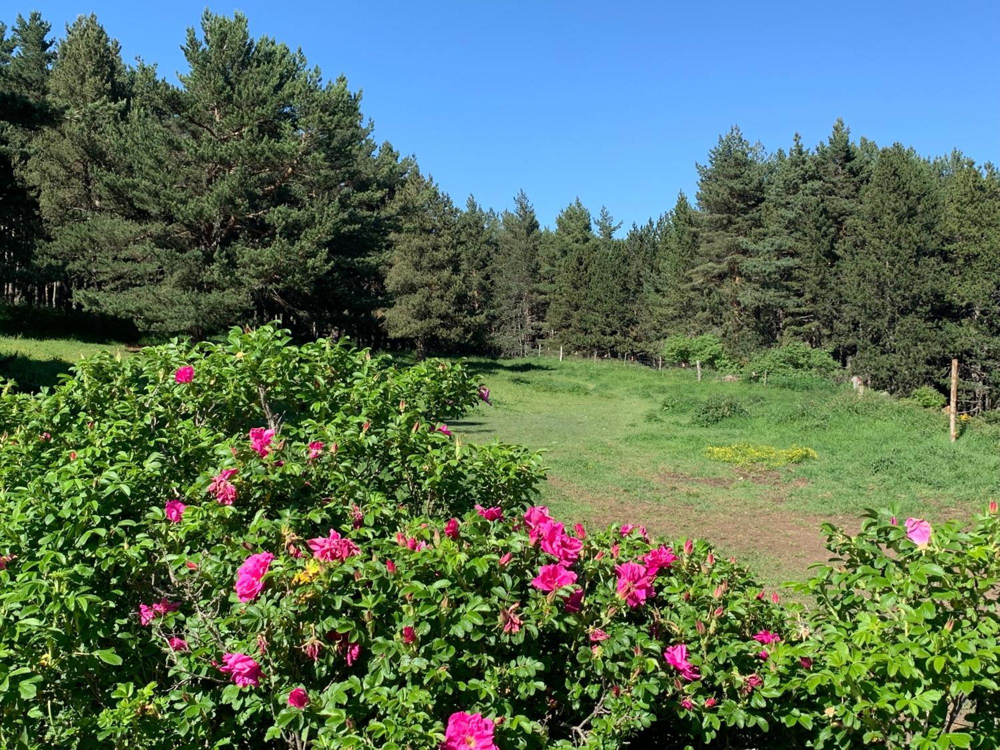 Gite Ranch Le Serpolet Les Angles  Exterior foto