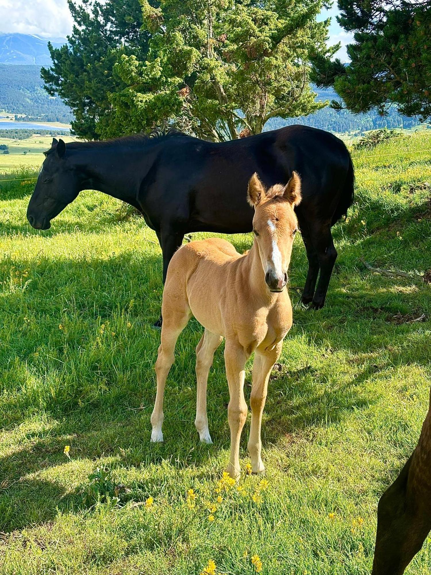 Gite Ranch Le Serpolet Les Angles  Exterior foto
