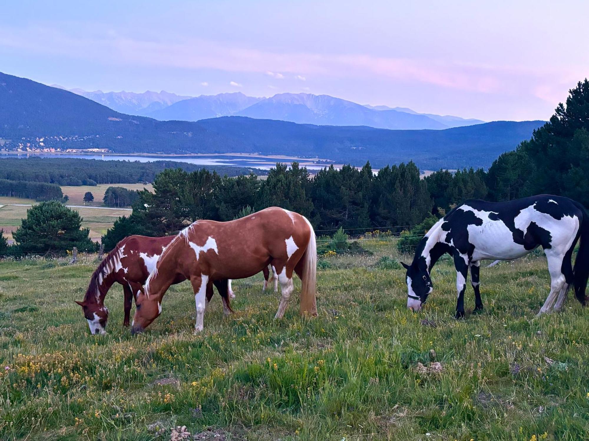 Gite Ranch Le Serpolet Les Angles  Exterior foto